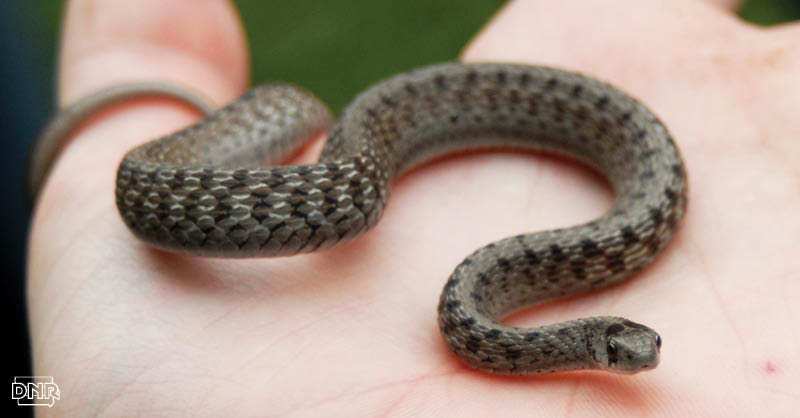 What do snakes do in the winter? Here's a hint: they brumate. | Iowa DNR